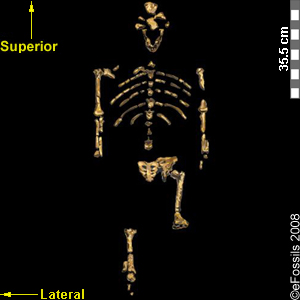 Cro-Magnon
