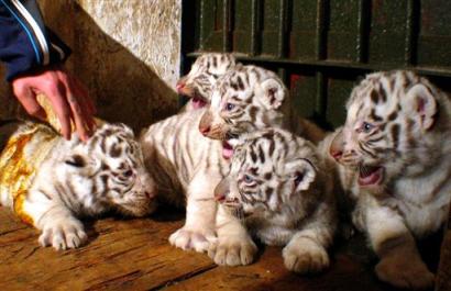 White Tiger Cubs